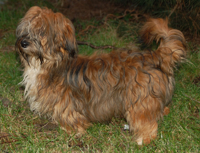 Red Sable Havanese