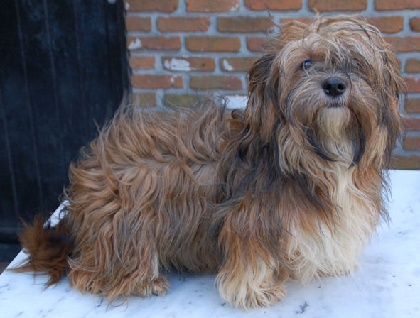 Red Sable Havanese