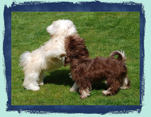 Bichon hotsell havanese kennel