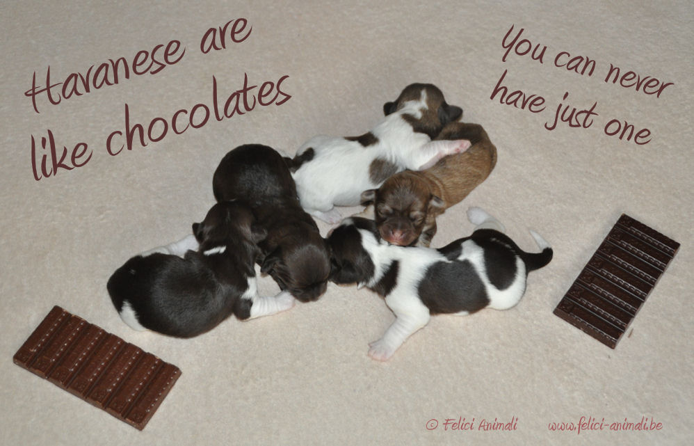 Havanese are like chocolate you can never have just one