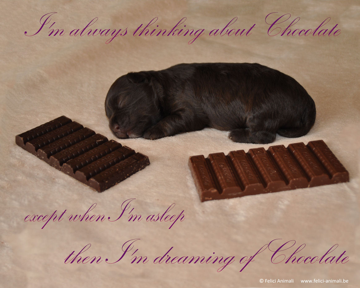 I'm always thinking about chocolate ... except when I'm asleep ... then I'm dreaming of chocolate