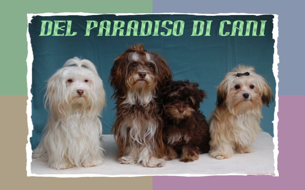 Enter del Paradiso di Cani - Havanezers - Bichons Havanais - Havanese NL